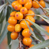SEA-BUCKTHORN EXTRACT