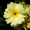 EVENING PRIMROSE OIL