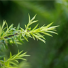 TEA TREE OIL