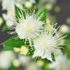 ROSE MYRTLE EXTRACT