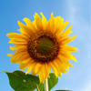 SUNFLOWER OIL