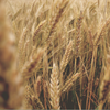 WHEAT PROTEIN