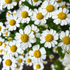 FLOWER EXTRACT