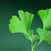GINKO LEAF EXTRACT