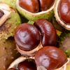 HORSE CHESTNUT EXTRACT