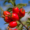 ROSEHIP OIL
