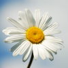 CHAMOMILE EXTRACT
