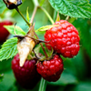 RASPBERRY EXTRACT